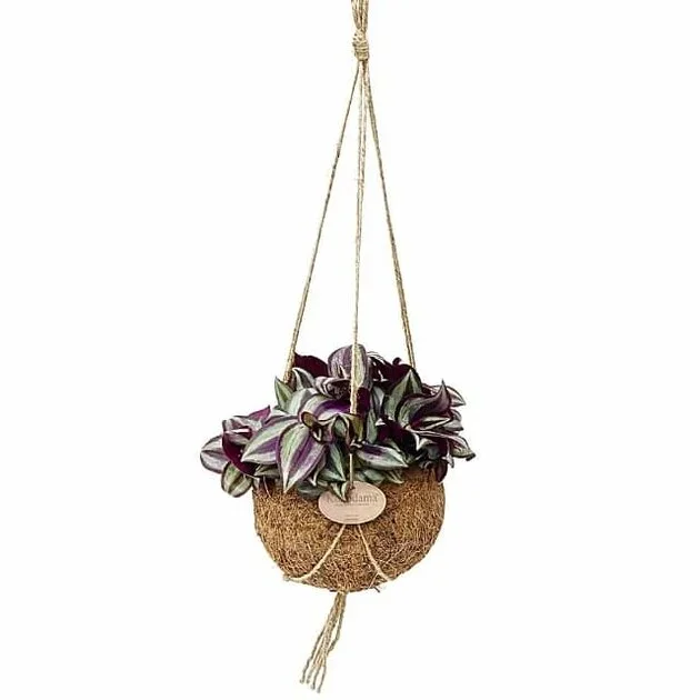 TRADESCANTIA ZEBRINA EN MACETA ECOCOCO KOKEDAMA