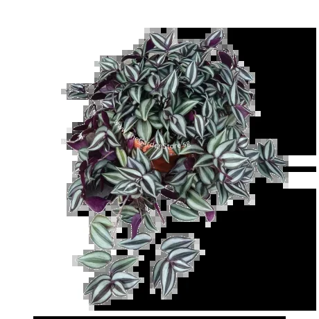 Tradescantia Zebrina Purple Hanging