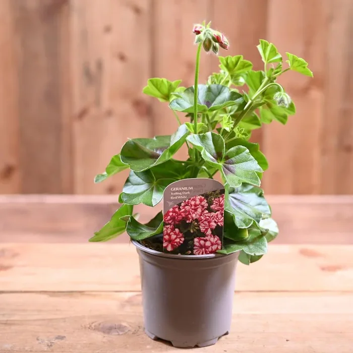 Trailing Geranium 10.5cm Red/White