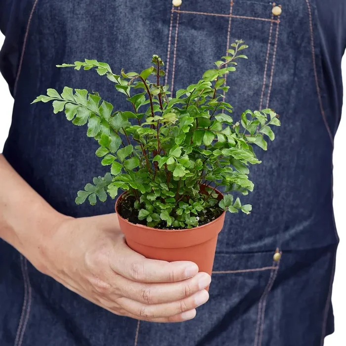 Tree Maidenhair Fern
