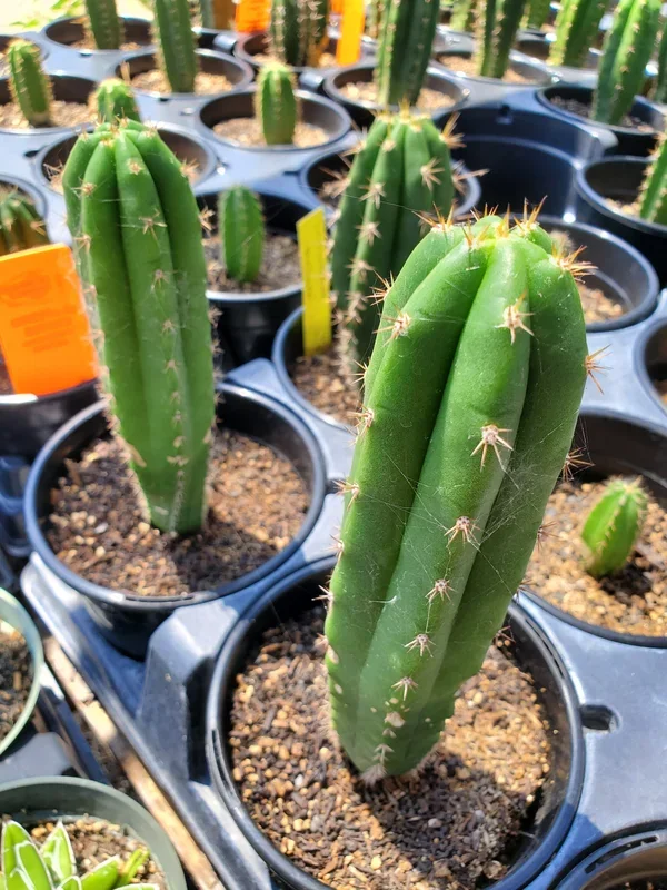 Trichocereus pachanoi ‘Seed-Grown’ –San Pedro Cactus–