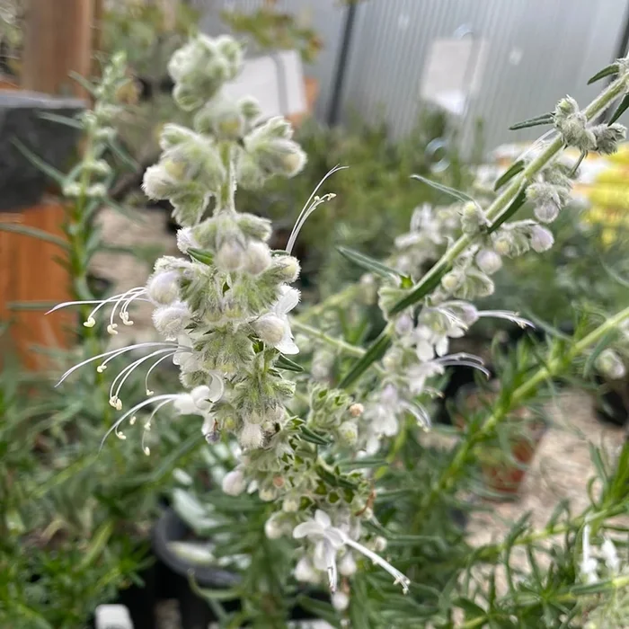 Trichostema lanatum, Blanca