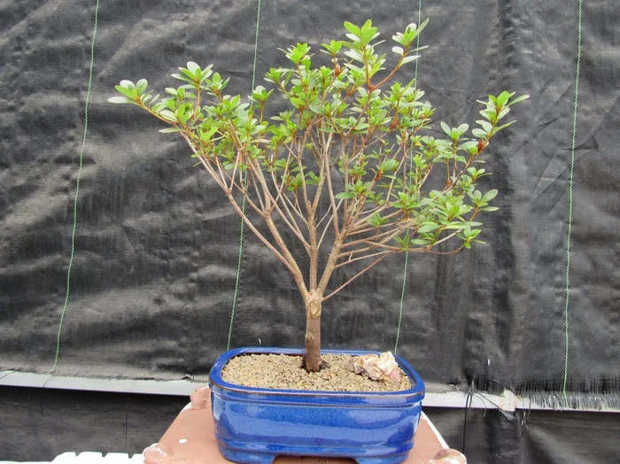 Tropical Azalea Bonsai Tree – Red Vivid