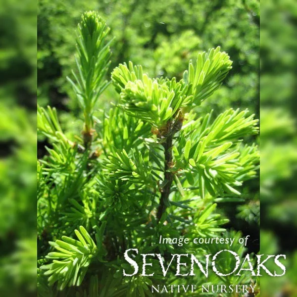 Tsuga mertensiana 5gal Mountain Hemlock