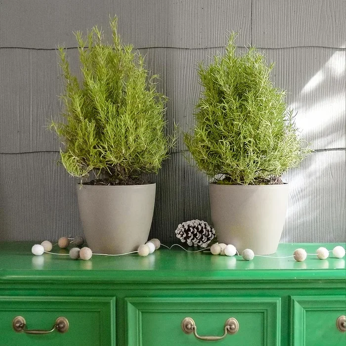 Tuscan Rosemary Plants for Sale | FastGrowingTrees.com