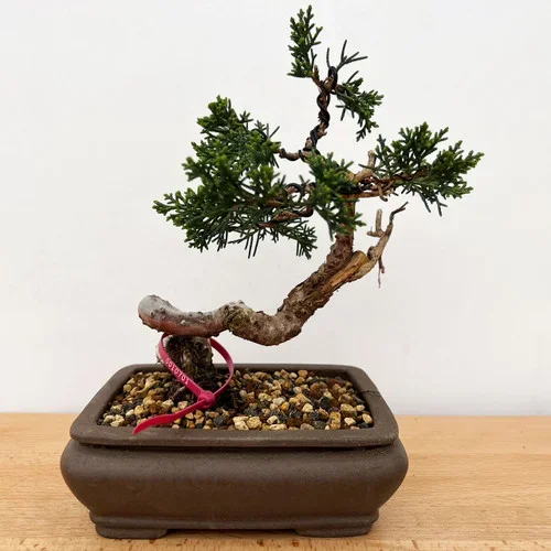 Twisted and Styled Shimpaku ‘kishu’ in an Unglazed Ceramic Pot (No. 10701)