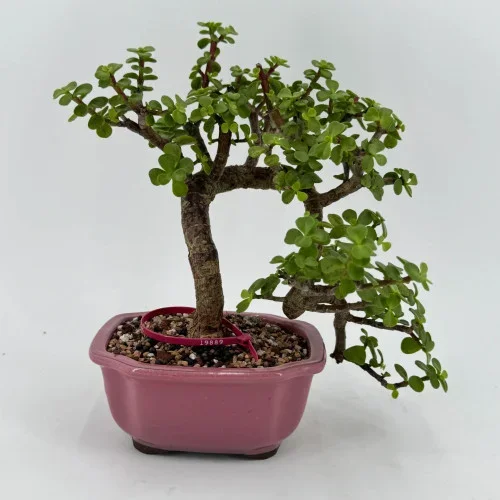 Twisty Dwarf Jade ‘Portulacaria afra’ in a Glazed Ceramic Pot (No. 19889)