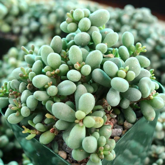 Tylecodon schaeferianus – Fairy Tale Plant [large]