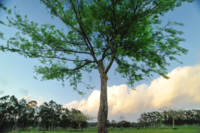 Ulmus ‘Inspire’ PBR Chinese Elm 16″ Pot