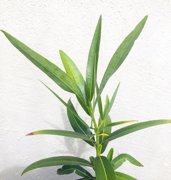 Umbellularia californica, California laurel