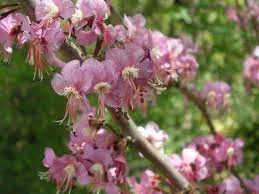Ungnadia speciosa –Mexican Buckeye–