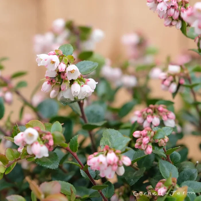 Vaccinium ovatum 1gal Evergreen Huckleberry CF