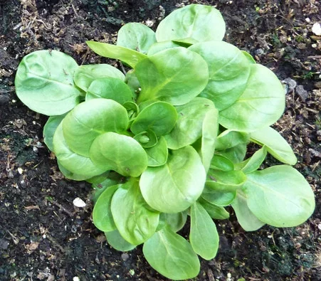 Valerianella locusta – Corn Salad Seeds