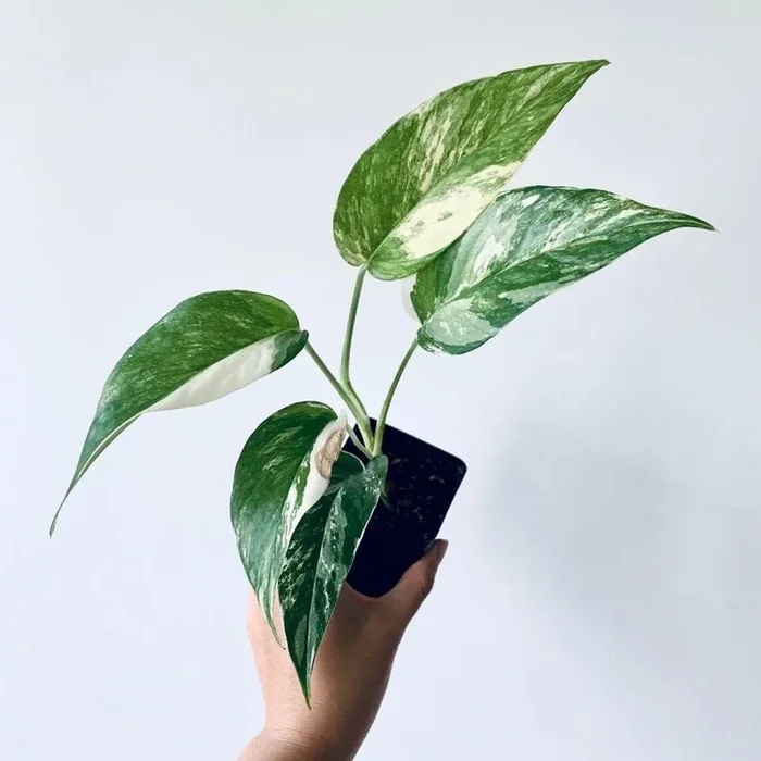 Variegated Albo Pothos – Live Plant in a 4 Inch Pot – Epipremnum Pinnatum Variegata – Extremely Rare and Beautiful Vining Indoor Houseplant – Air Purifying