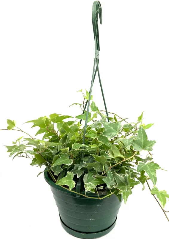 Variegated English Ivy Hanging Basket – Live Plant in an 8 Inch Pot – Hedera Helix – Beautiful Easy Care Indoor Air Purifying Houseplant Vine