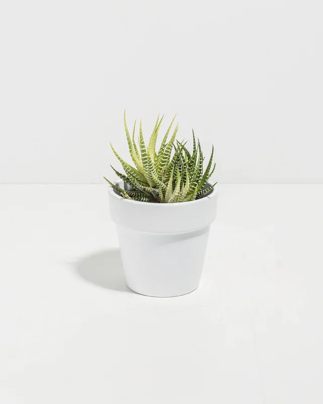 Variegated Zebra Haworthia Succulent