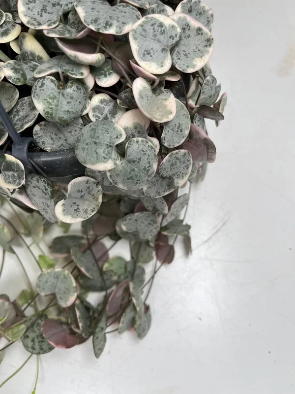 Varigated Ceropegia woodii – String of Hearts