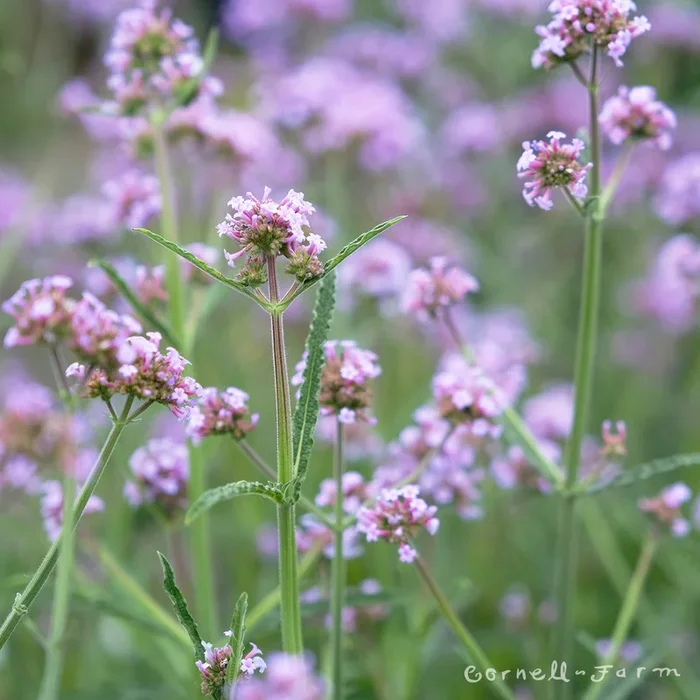 Verbena b. Meteor Shower 1gal