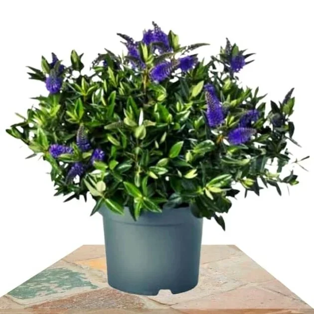 VERÓNICA COLOR AZUL 45CM (HEBE ADDENDA)
