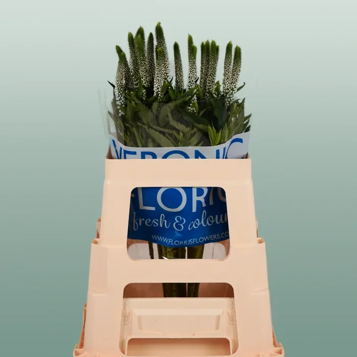 Veronica Smart Luna (25 Stems)