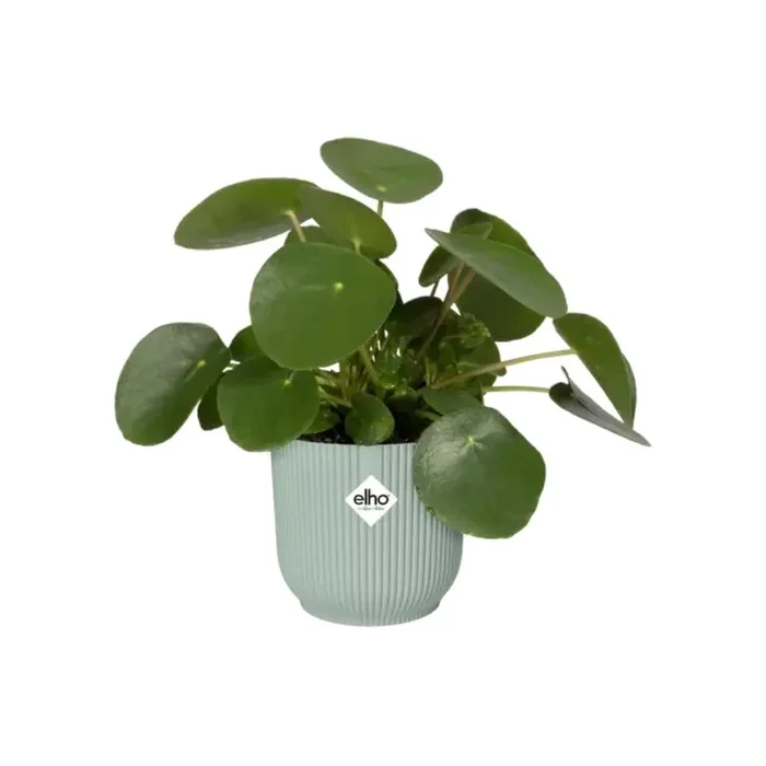 Vibes Fold Round Mini 11Cm Sorbet Green