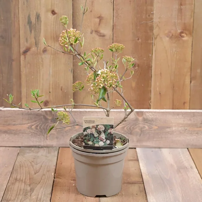 Viburnum Burkwoodii 3L