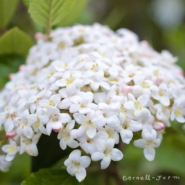 Viburnum carlesii 7gal Korean Spice
