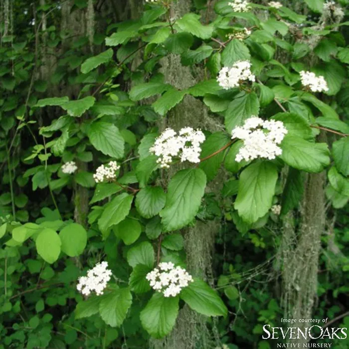 Viburnum ellipticum 3gal Oregon Viburnum/ Western Wayfaring Tree