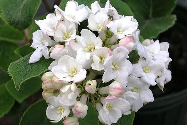 Viburnum ‘Koreanspice Viburnum’ 8″ Pot
