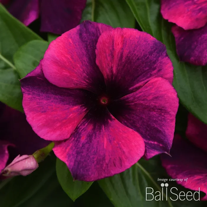 Vinca Tattoo Black Cherry 4.25in CF