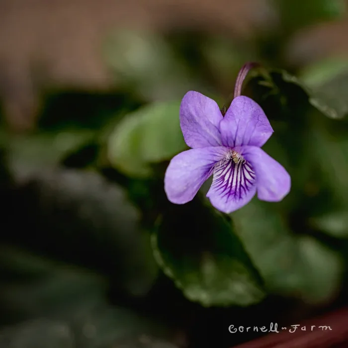 Viola labradorica 4in Labrador Violet