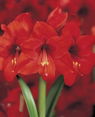 Voluptuous Lion Red Rare Premium Amaryllis