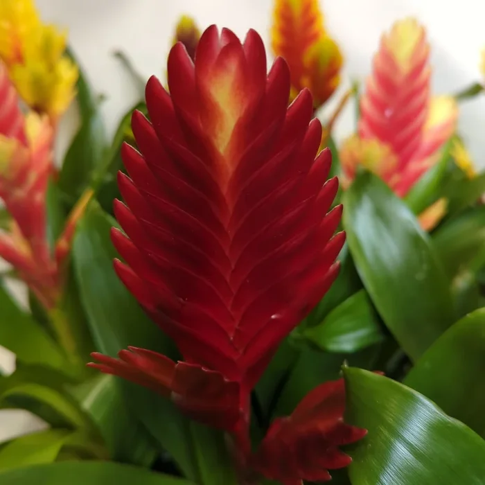 Vriesea Flaming Sword | Deep Red