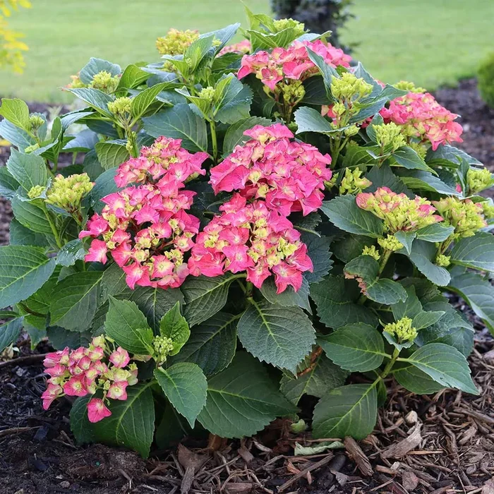Wee Bit Grumpy® Hydrangeas for Sale | FastGrowingTrees.com