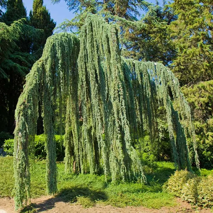 Weeping Blue Atlas Cedar Trees for Sale
