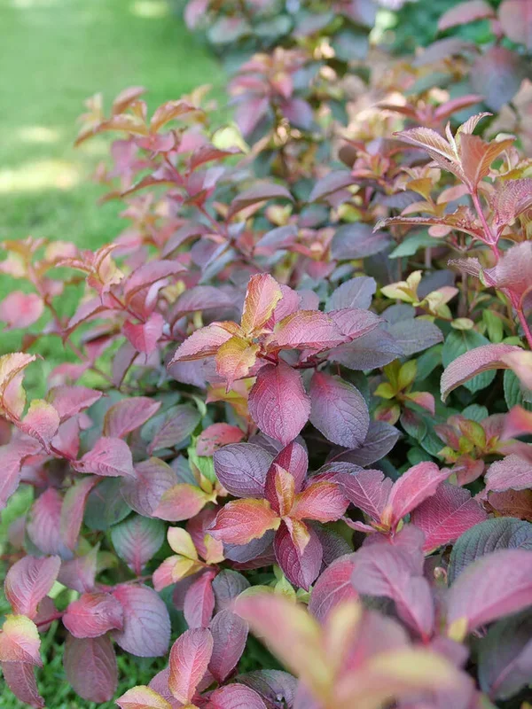 Weigela Midnight Sun�
