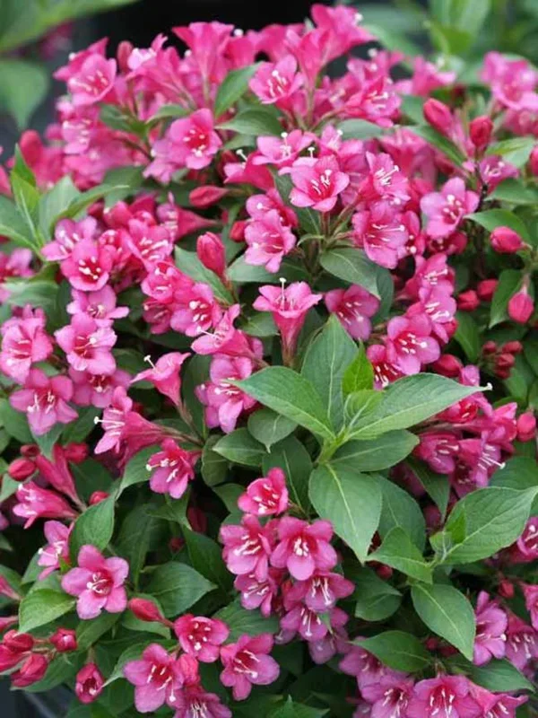 Weigela Snippet� Dark Pink