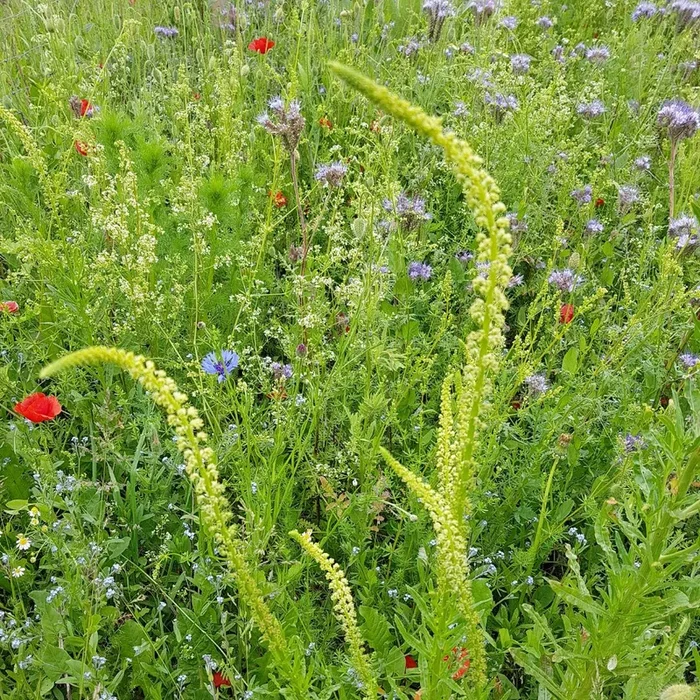 Weld Plug Plants | Reseda luteola