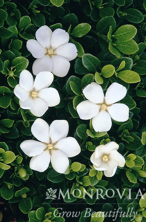 White Gem Gardenia – Monrovia