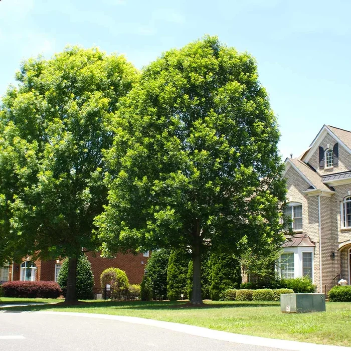 White Oak Trees for Sale | FastGrowingTrees.com