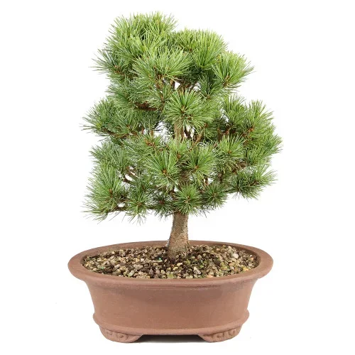 White Pine Catherine Elizabeth -DT0725CEP – Brussel’s Bonsai