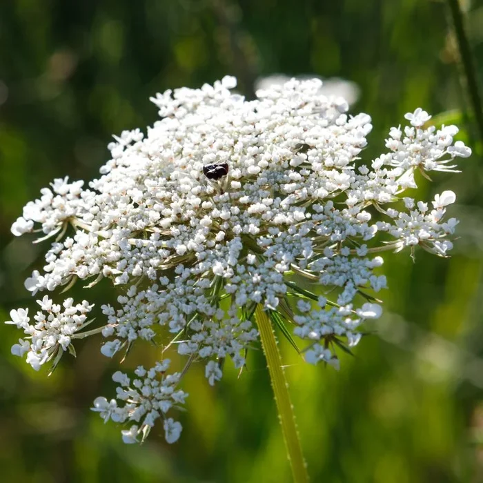 Wild Carrot 9cm Pot Plants | Daucus carota