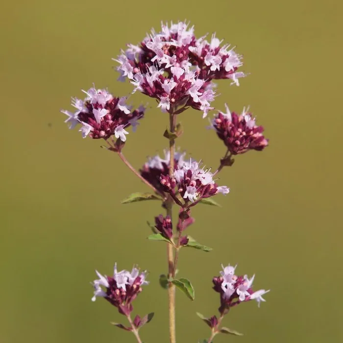 Wild Marjoram Plug Plants | Origanum vulgare