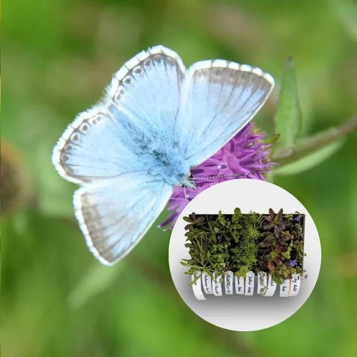 Wildflower Plug Plant Mix for Butterflies