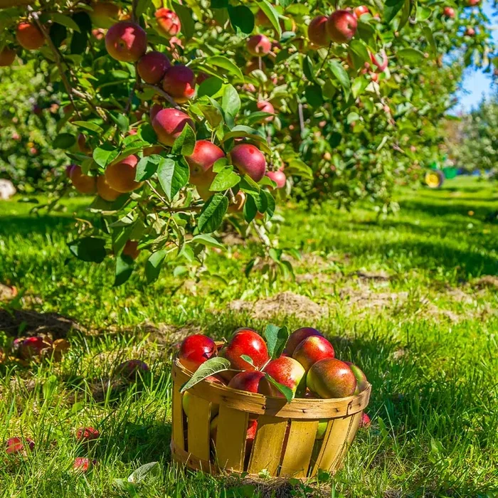 Winesap Apple Trees for Sale | FastGrowingTrees.com