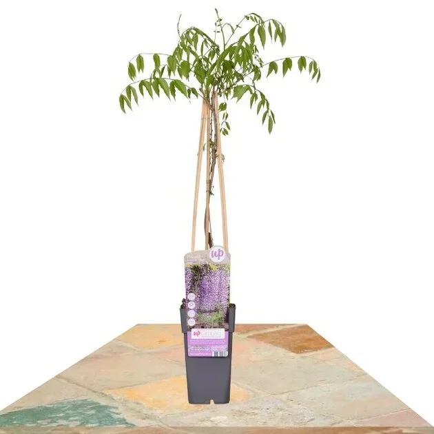 WISTERIA FLORIBUNDA ‘NAGA NODA’ 65CM (GLICINA)