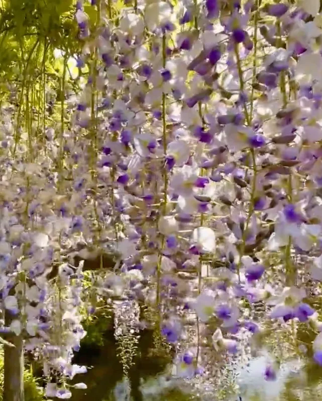Wisteria floribunda ‘Tea Garden Form’