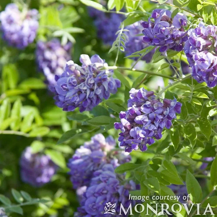 Wisteria fru. Amethyst Falls 5gal ST