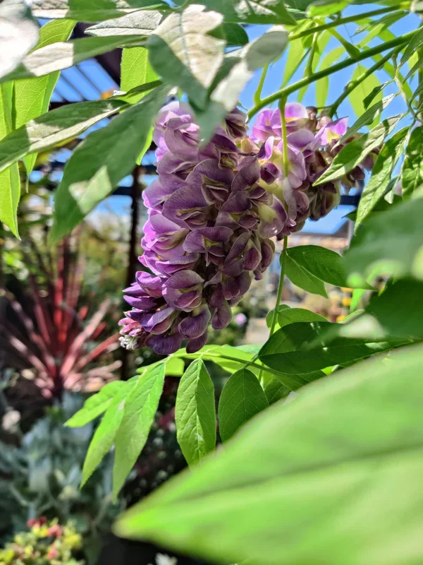 Wisteria frutescens ‘Amethyst Falls’