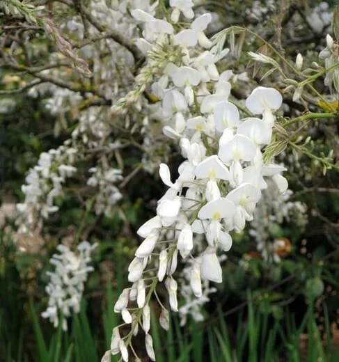 Wisteria ‘Shiro Kapitan’ Silky Wisteria